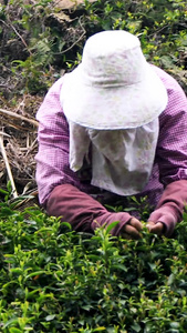 高清拍摄茶民采茶近景视频