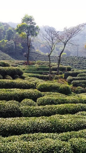 茶园茶农采山茶航拍视频