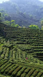 采春茶采山茶视频