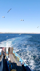 土耳其马尔玛拉海峡渡轮和海鸥视频