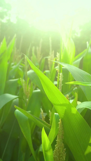 夏日玉米植物逆光摄影19秒视频