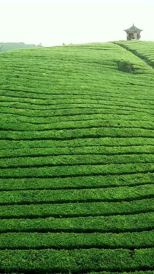 春天茶园定点环绕航拍视频72秒视频