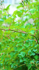 升格春意雨打绿植视频