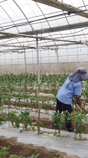 农民在蔬菜大棚耕种40秒视频