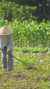 农民在庄稼地里除草视频