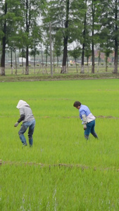 农民们在水稻田插秧视频