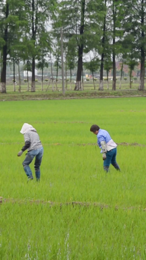 农民们在水稻田插秧58秒视频