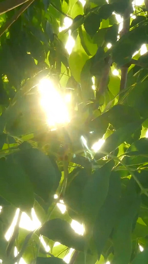 阳光从树叶中穿过55秒视频