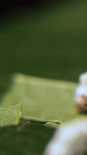 微距摄影蚕宝宝吃桑叶等生活习性合集节肢动物217秒视频
