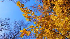秋天树上的黄叶与蓝色的天空相对15秒视频
