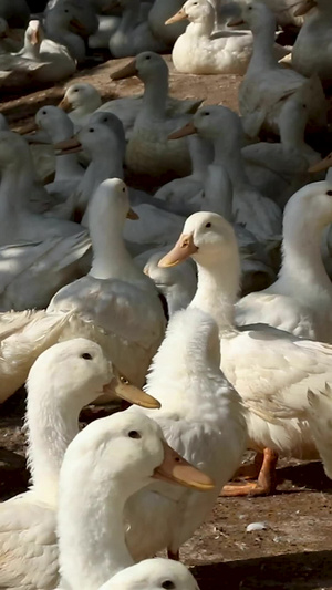养殖工厂里成群的白鸭子10秒视频