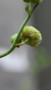 雨中花朵视频