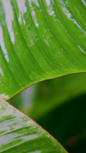 雨打芭蕉视频