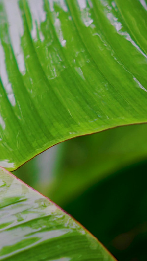 雨打芭蕉55秒视频