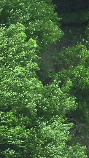 暴风雨行人交通51秒视频