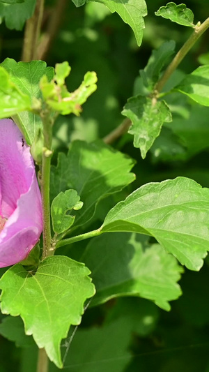 花朵合集16秒视频