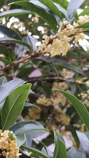 桂花盛开25秒视频