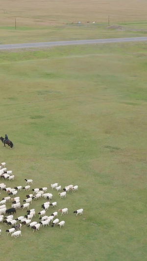 航拍合集新疆巴音布鲁克草原羊群35秒视频