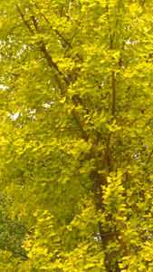 秋天的银杏树视频