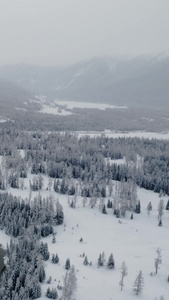 航拍新疆冬季喀纳斯河谷雪景视频