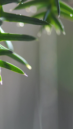 春天雨水节气植物生长延时素材73秒视频