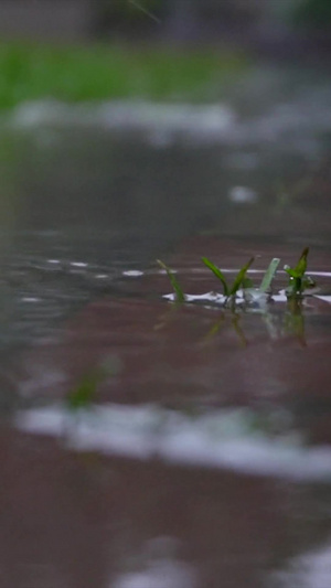 雨水雨滴特写升格119秒视频