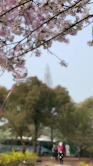 桃花节上的风铃慢镜头合集32秒视频