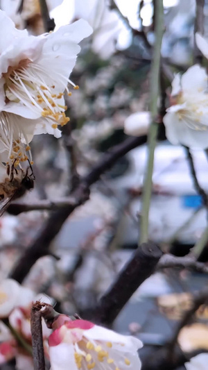 盛开的梅花和采蜜的蜜蜂8秒视频