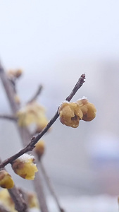 风雪中盛开的腊梅视频