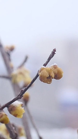 风雪中盛开的腊梅92秒视频