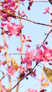 春暖花开视频