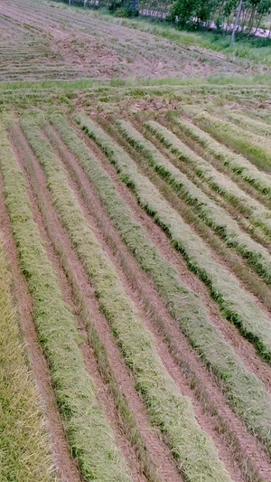 快速收割稻谷科学农作业航拍18秒视频