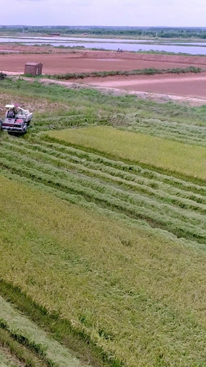 科学收割稻谷三台收割机航拍13秒视频