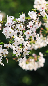 高清拍摄蜜蜂在樱花上采蜜视频