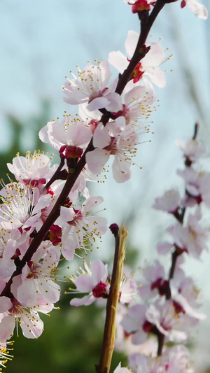 春节北方杏花盛开之际74秒视频