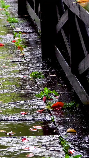 雨滴滴落在石板路上36秒视频