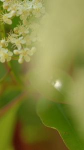 石楠花花卉特写视频