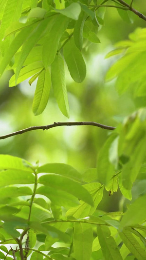 春天新生的树叶12秒视频