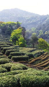 茶园茶农采山茶航拍视频