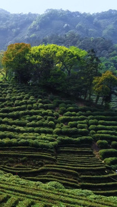 采春茶采山茶视频