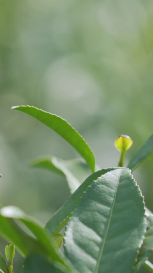 春茶龙井茶狮峰龙井茶叶特写14秒视频