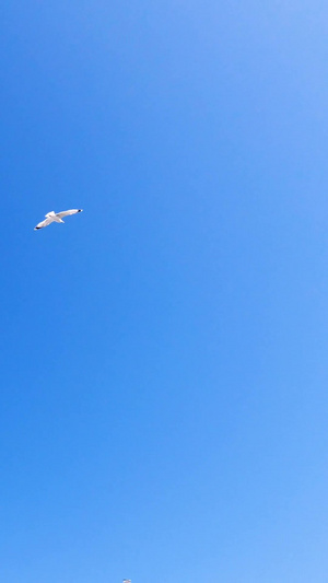 天空自由翱翔的海鸥素材16秒视频