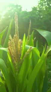 夏日玉米植物逆光摄影视频