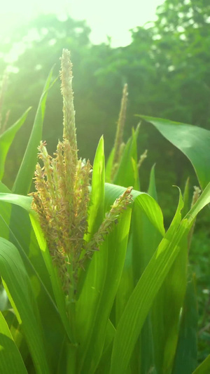 夏日玉米植物逆光摄影19秒视频