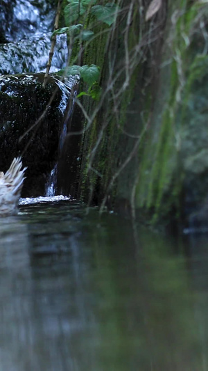 高清拍摄山间泉水间的野鸭79秒视频