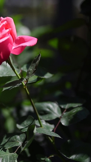 粉色玫瑰花45秒视频