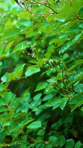 升格春意雨打绿植视频