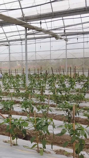 农民在蔬菜大棚耕种40秒视频