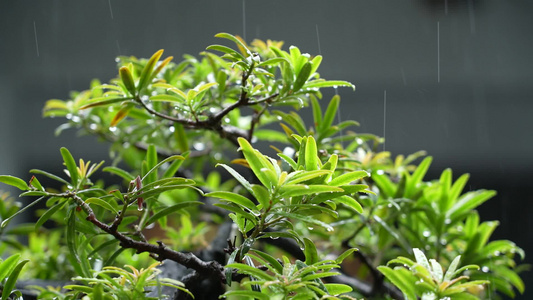 下雨天实拍视频