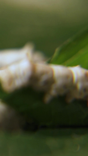 微距摄影蚕宝宝吃桑叶等生活习性合集节肢动物217秒视频